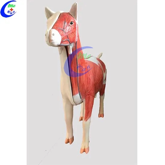 Cow and Other Animal Simulation Anatomical Model