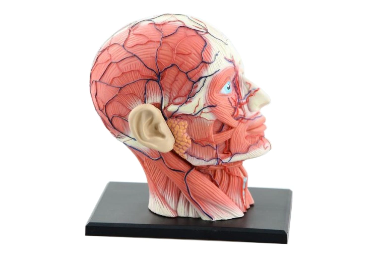 Human Head Model Anatomy Education 4D Model