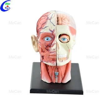 Modelo de cabeza humana Anatomía Educación Modelo 4D